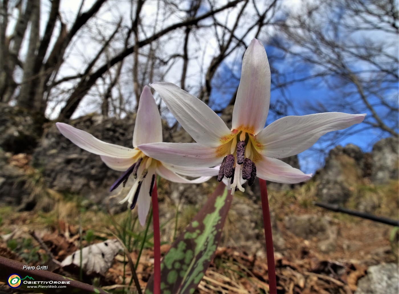 58 Denti di cane (Erythronium dens-canis).JPG